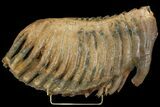 Palaeoloxodon (Mammoth Relative) Molar - Collector Quality! #137178-3